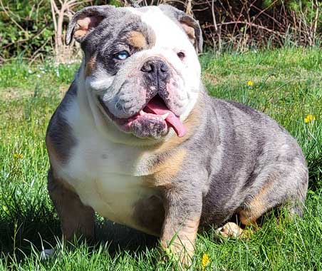 Shrinkabull's Buzz Blue Merle Tri Male English bulldog for sale