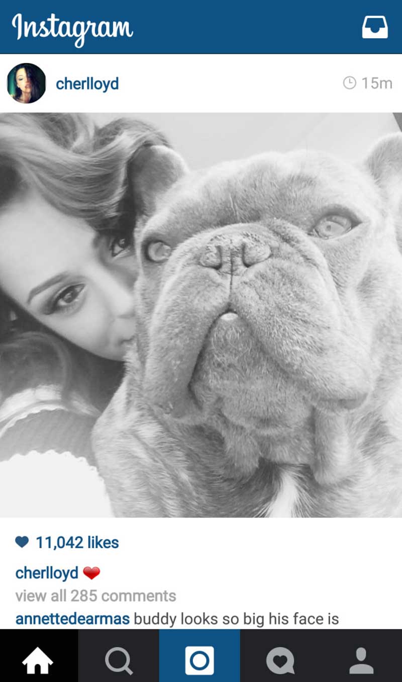 Cher Lloyd posts updated photo of Shrinkabull's Buddy on Instagram
