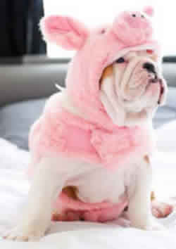 Cute English bulldog in Pig costume