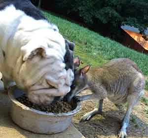English bulldog sharing bowl with kangaroo