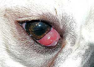 English bulldog cherry eye health problem