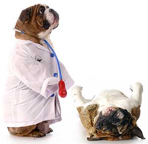 English bulldog doctor with patient