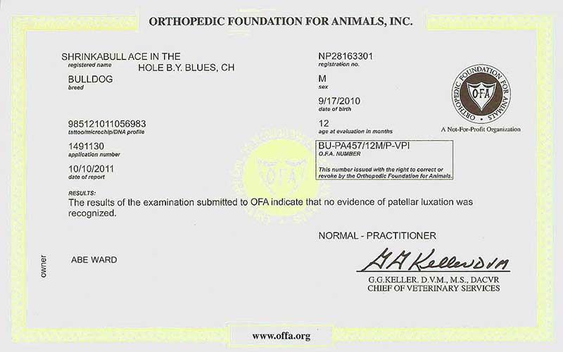 OFA Health testing certificate for ACE IN THE HOLE english bulldog
