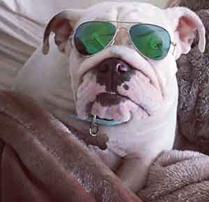 English Bulldog with sunglasses