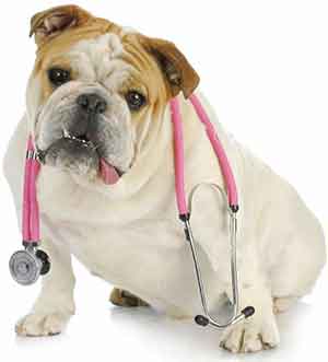 Dog Doctor with stethoscope