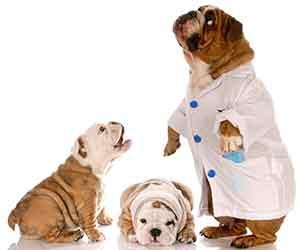 English bulldog doctor with doggie patients