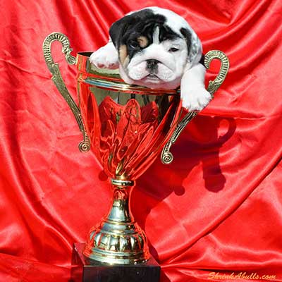 Bulldog naming bully in trophy