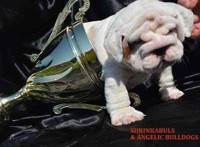 english bully naming in trophy