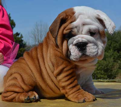 cute wrinkly bulldog naming