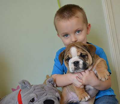 child with bulldog puppy and stuffed animal