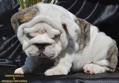cute bulldog puppy naming wrinkly