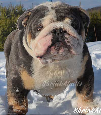 bulldog naming standing in snow
