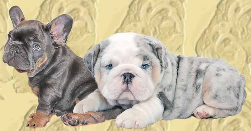 English and French Bulldog Puppy Application Puppies