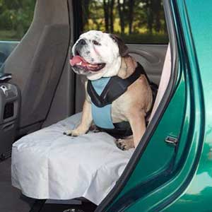 Bulldog with seatbelt riding in car