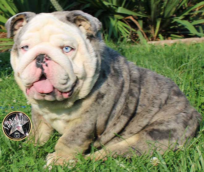 Shrinkabull's Rolex English Bulldog Male Stud Service