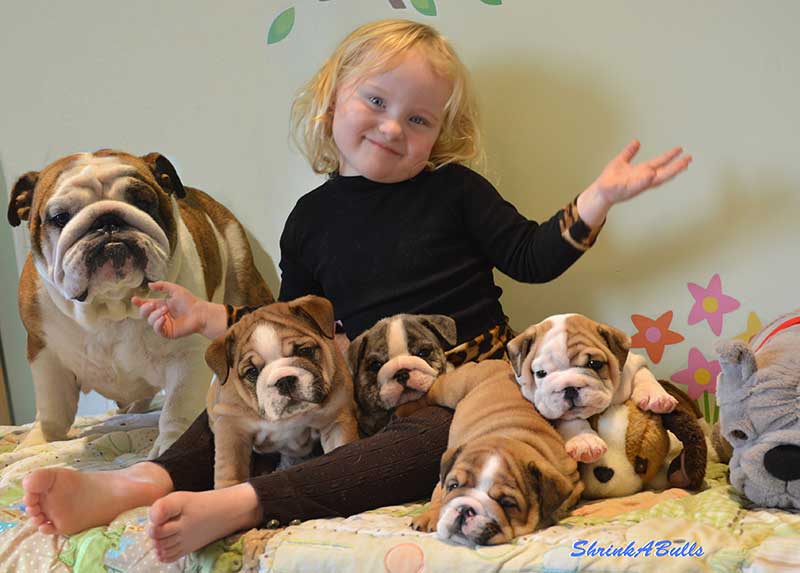 girl with bulldog family