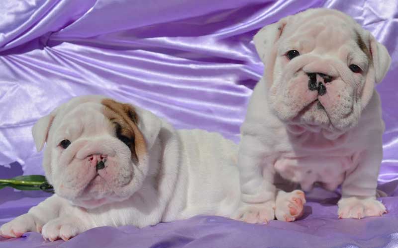 white bulldogs with purple bg