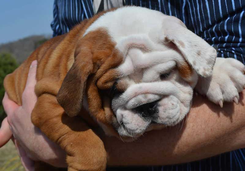 white and brindle bulldog in arms
