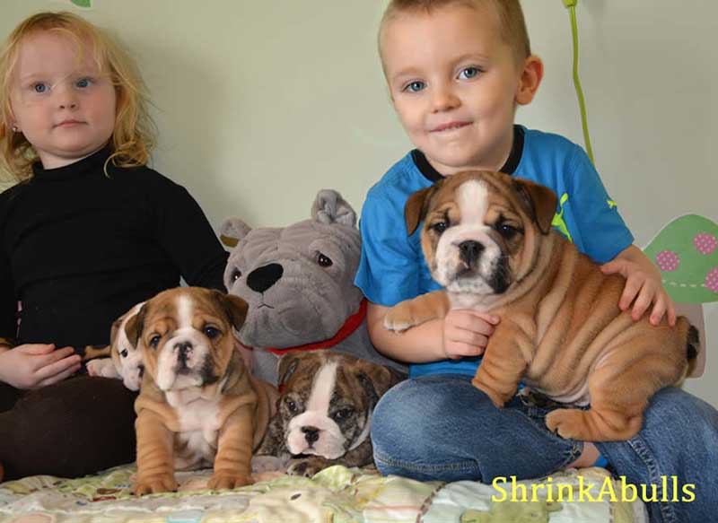 children with wrinkly bulldog puppies