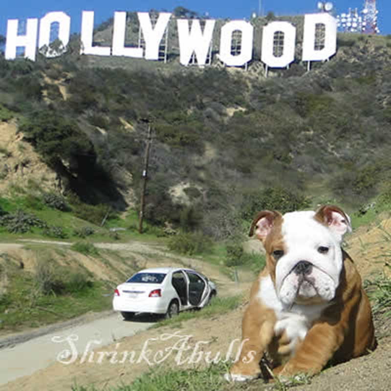 white and brindle bulldog with hollywood sign