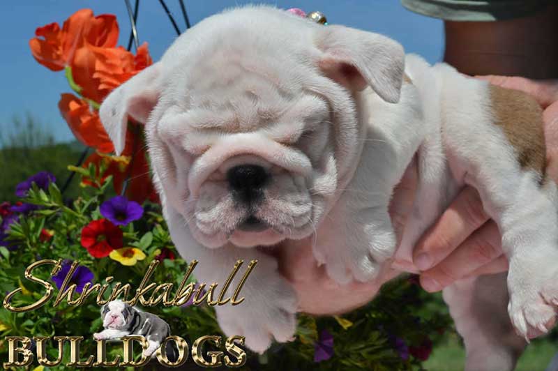 white with tan english bulldog with colorful flowers