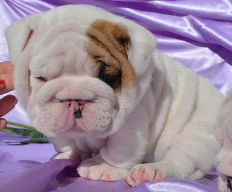 white and brindle bulldog puppy wrinkly