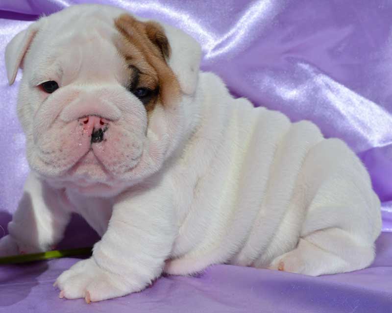wrinkly white and brindle english bulldog puppy purple bg