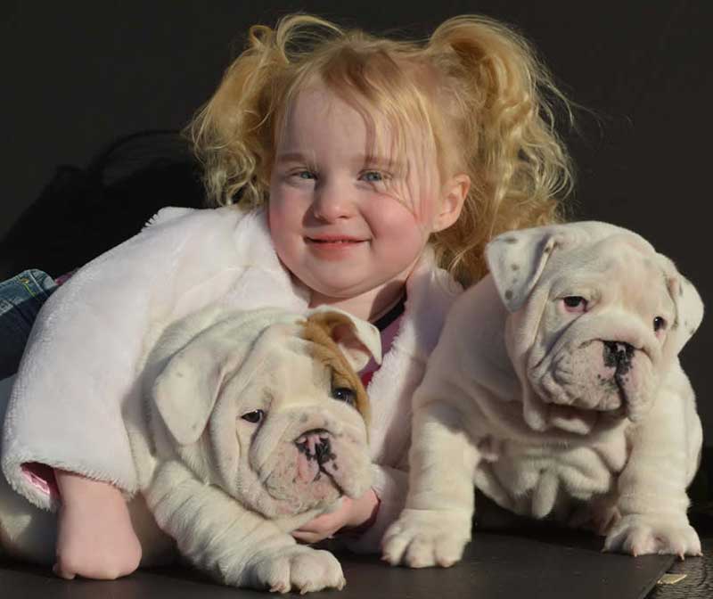 smiling girl with white wrinkly bulldog puppies