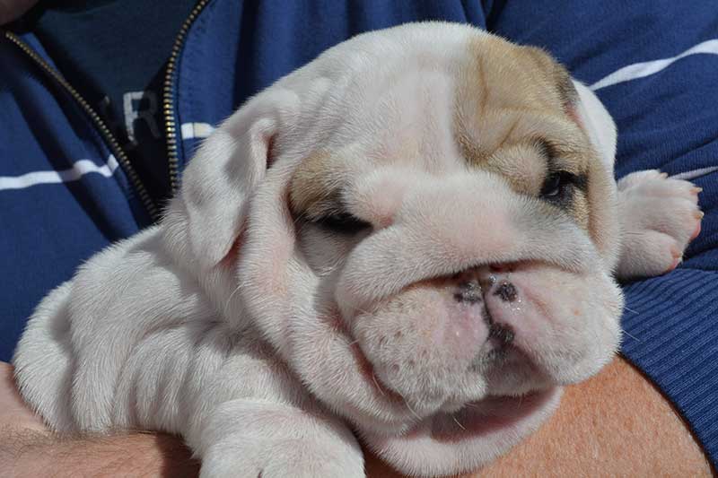 white and brindle english bulldog puppy being held