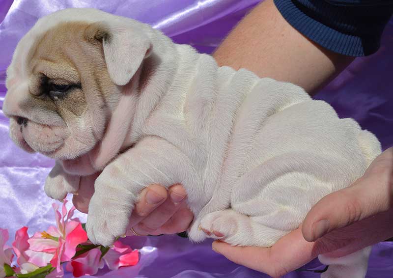 white and brindle wrinkly bulldog in arms