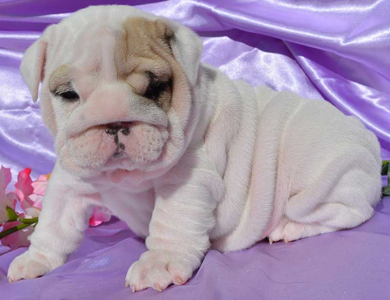 white and brindle english bulldog wrinkly with purple bg