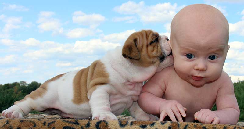 white and brindle bulldog puppy licking baby