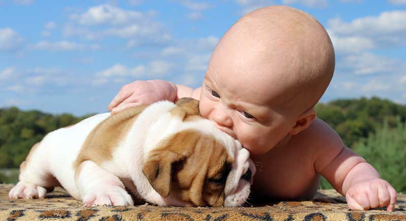 baby kissing white and brindle english bulldog puppy