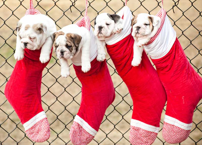 bulldog puppies hanging in socks