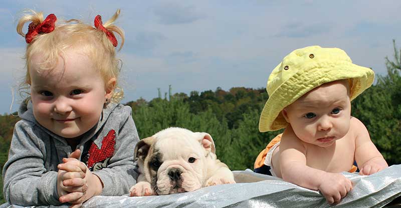 children with white and brindle bulldog puppy