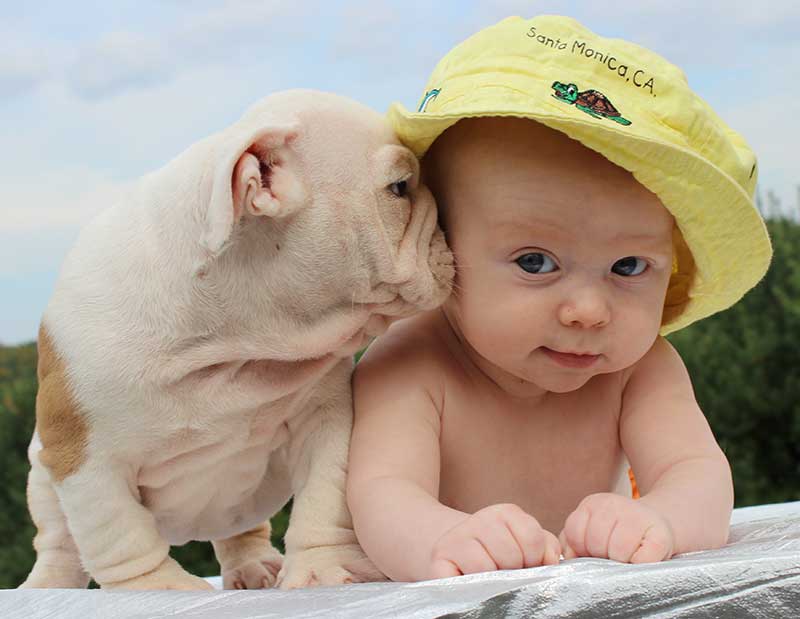 white english bulldog kissing baby