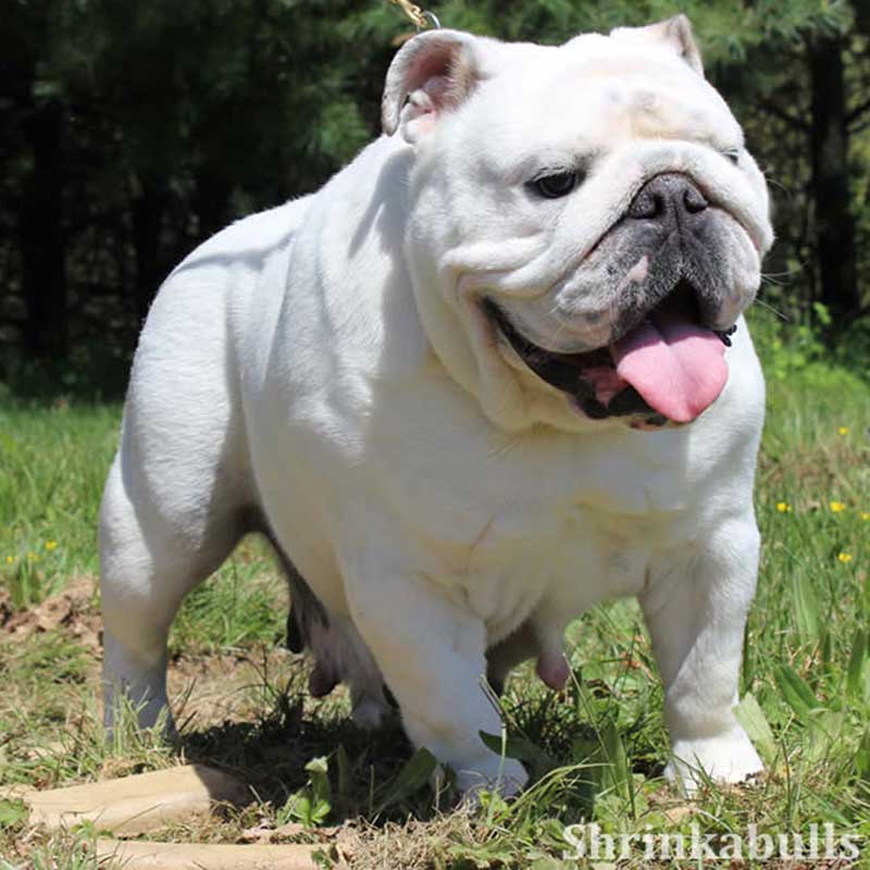 white english bulldog outside with tongue out