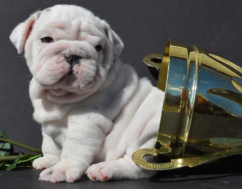 white english bulldog puppy with trophy sitting sideways