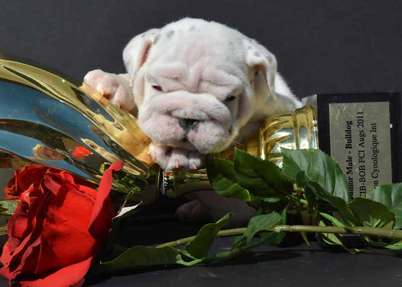 white baby english bulldog with trophy