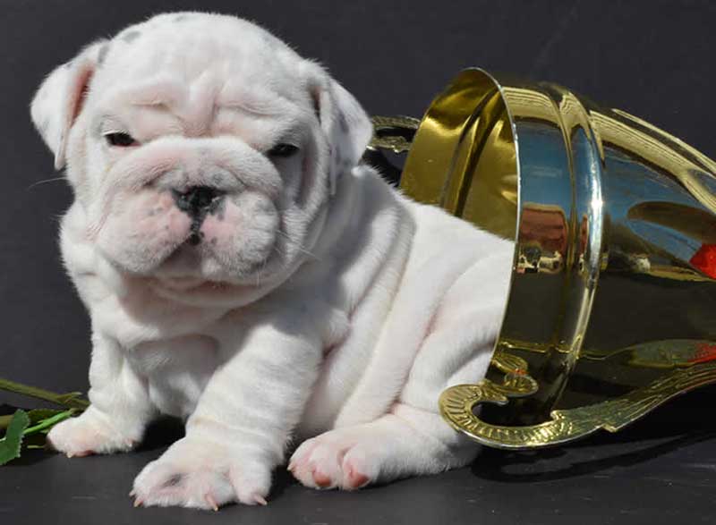 white bulldog wrinkly sitting inside trophy