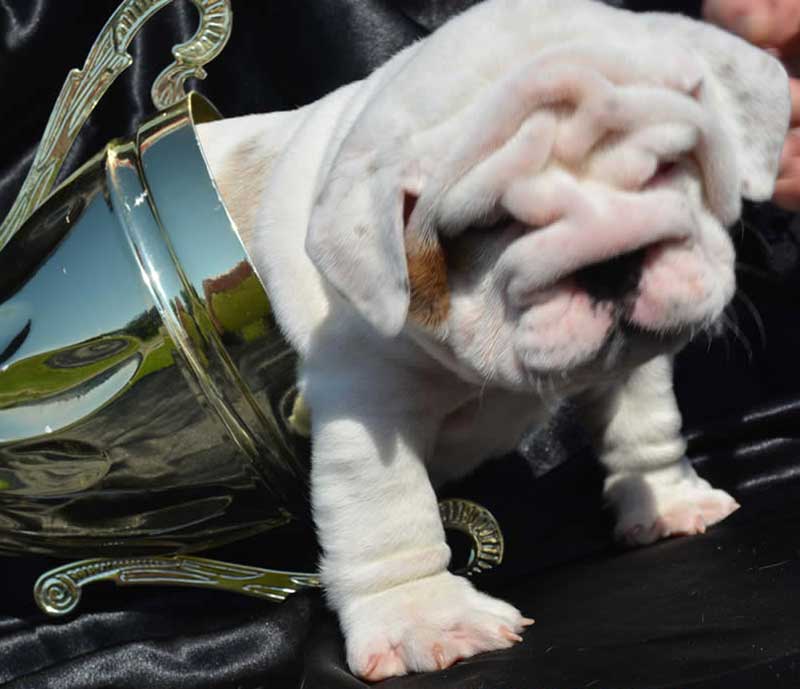 white and brindle bulldog puppy with trophy