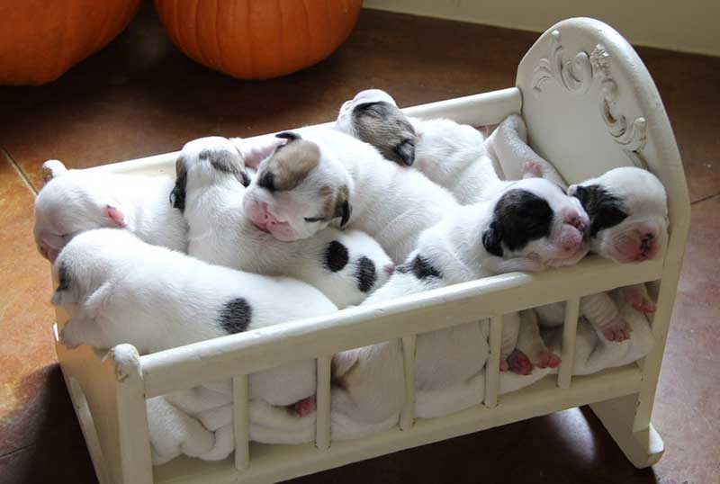 bulldog babies in cradle