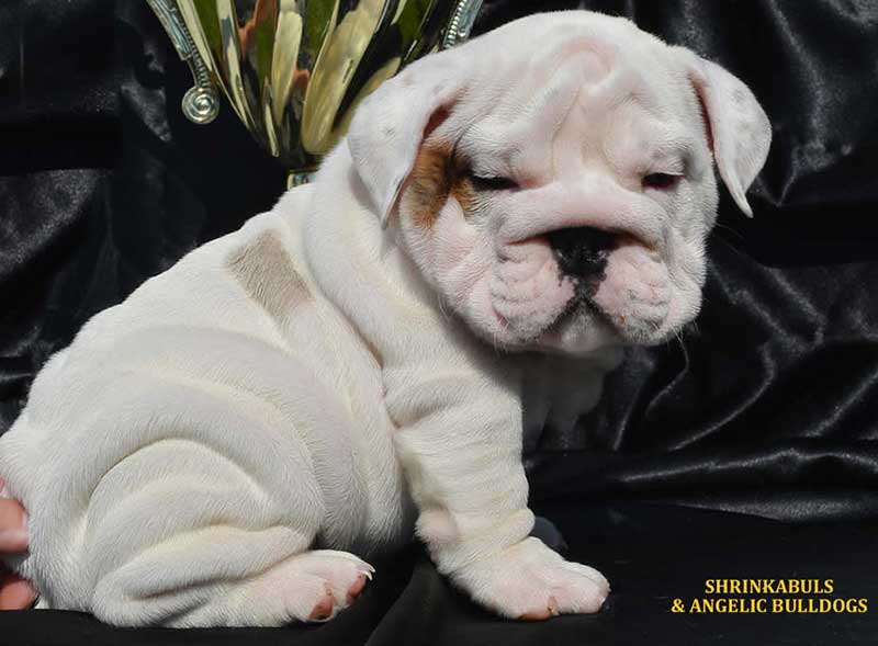 white and brindle wrinkly bulldog puppy with trophy in bg