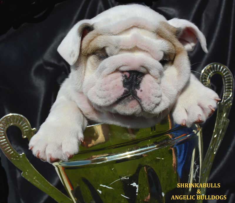 white and brindle wrinkly bulldog puppy in trophy