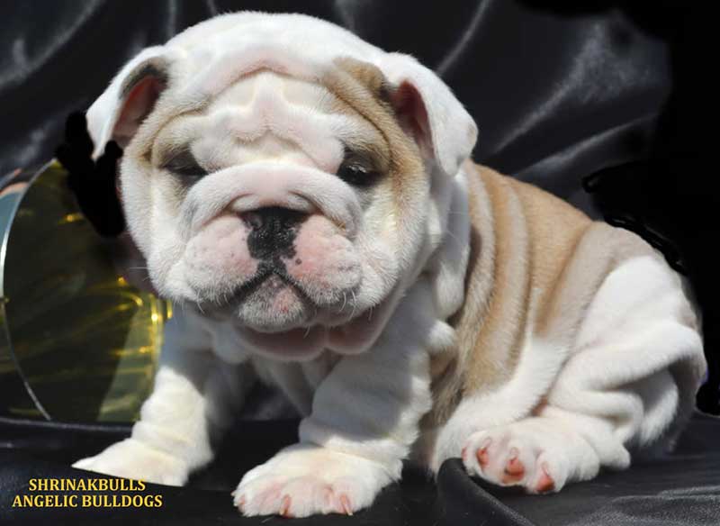 white and brindle bulldog puppy wrinkly trophy bg