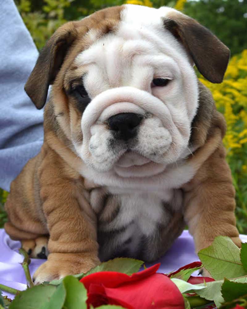 cute chocolate and white wrinkly bulldog outside