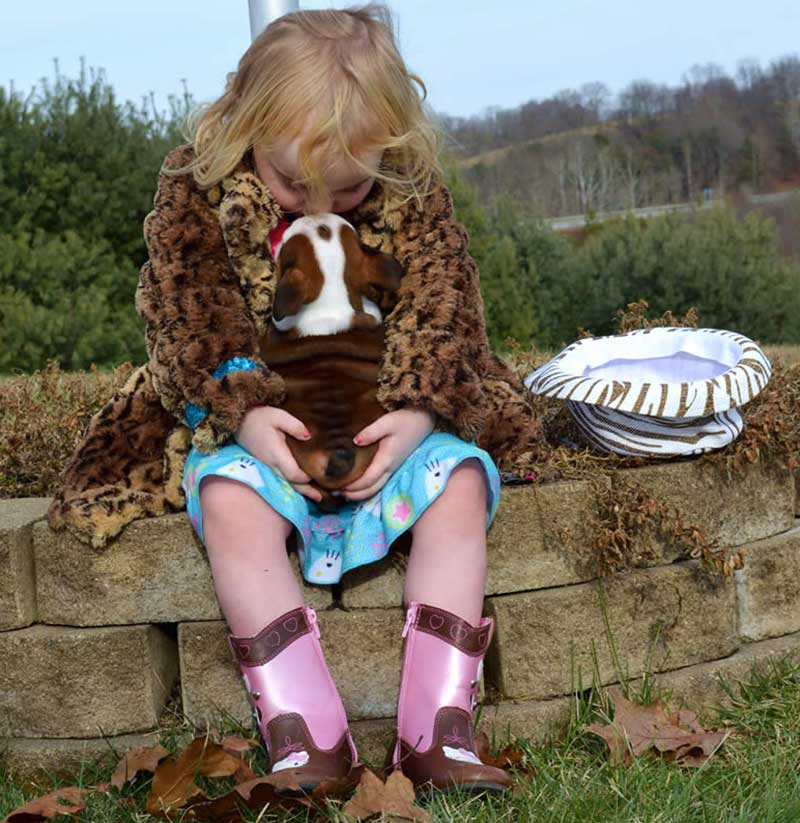 girl kissing chocolate and white bulldog puppy