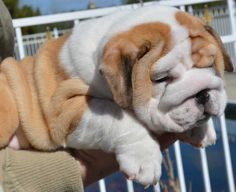 white and brindle super wrinkly bulldog pup outside