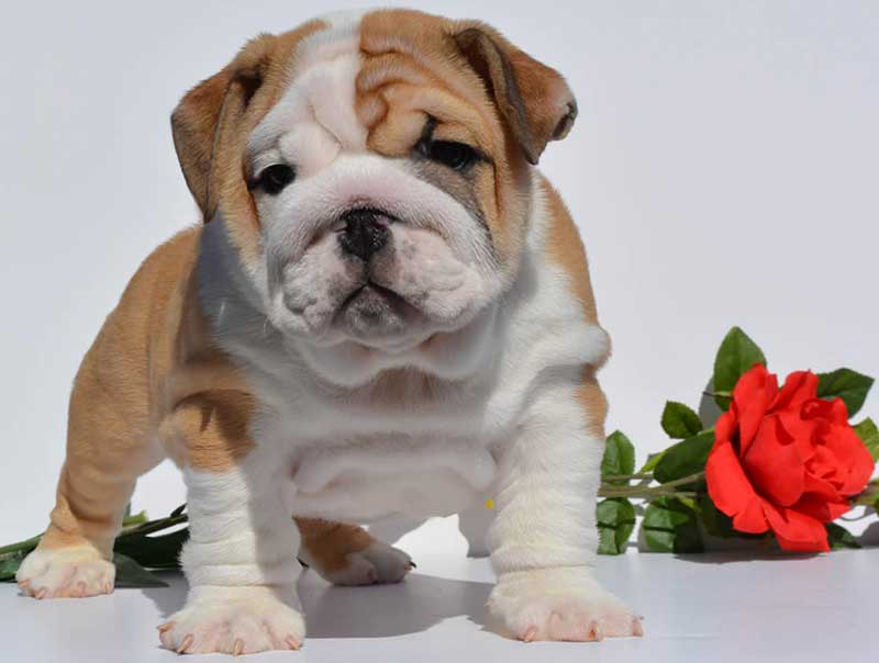 white and brindle english bulldog puppy with rose