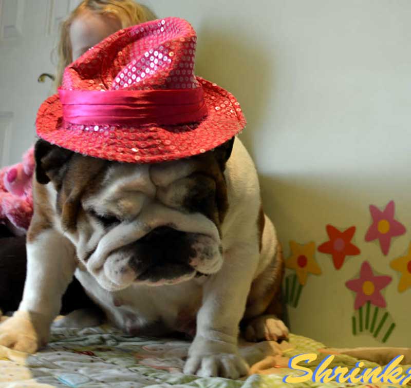 white and brindle bulldog puppy with sequined hat